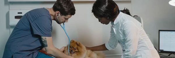 Hotelzinho Pet Landing Image